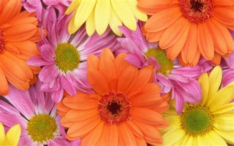 Colorful Daisies Wallpapers Top Free Colorful Daisies Backgrounds