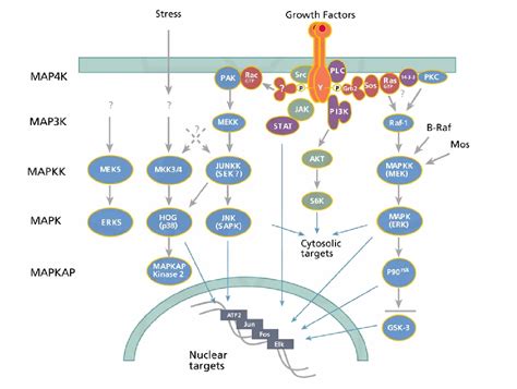 Figure From The Emphatic Role Of Mitogen Activated Protein Kinases