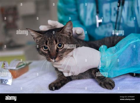 Veterinary Team For Treating Sick Cats Maintain Animal Health Concept