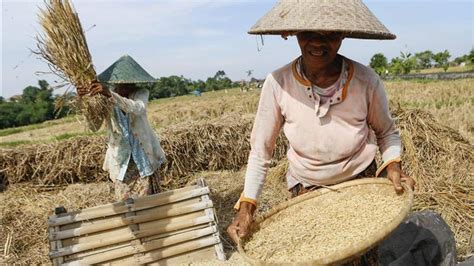 Qué país produce la mayor cantidad de arroz en el mundo Descubre el