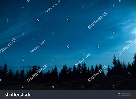 Forest Pine Trees Under Moon Blue Stock Photo 234577342 Shutterstock