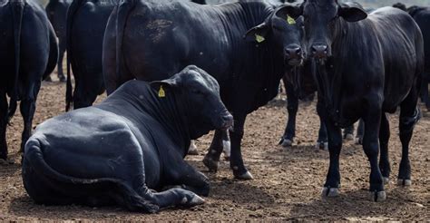 Arroba do boi confira a cotação dos commodities de MS