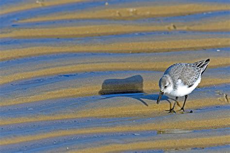 Sanderling Chalidris Alba Nordsee Kostenloses Foto Auf Pixabay