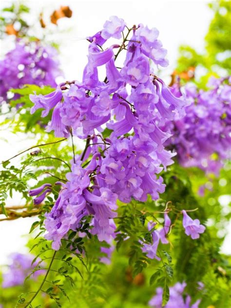 Growing Jacaranda Trees: How To Plant And Care For A Jacaranda Tree