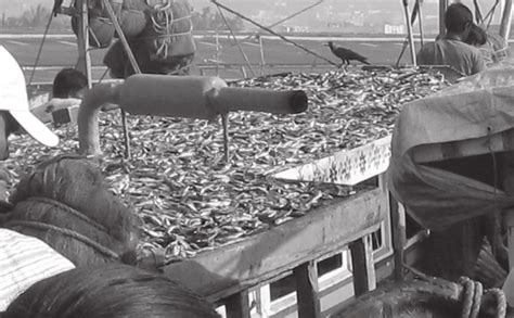 Drying Of Excess Fish Above The Cabin Of Fishing Boat Download