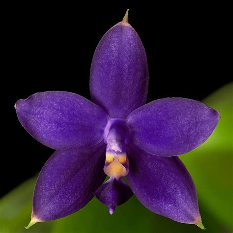 Phalaenopsis Violacea Var Coerulea Floraria Secret Garden Sg