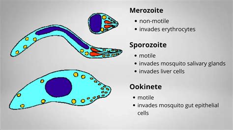 Plasmodium Definition Life Cycle Characteristics Morphology Diagram Biology Notes Online