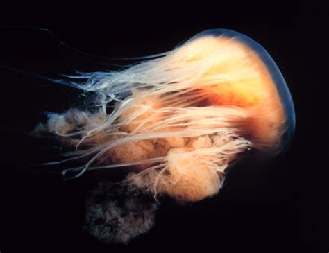 10 Lions Mane Jellyfish Facts The Biggest Jellyfish Ocean Of Hope