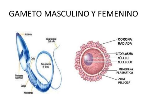 Gameto Femenino Y Masculino Definici N Y Diferencias Esquema