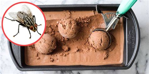 Insect Milk Ice Cream Exists And Apparently Tastes Really Good