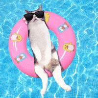 Summer Cat GIFs - Find & Share on GIPHY