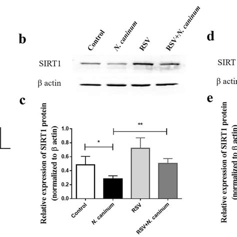 Expression Analysis Of Sirtuin 1 Sirt1 In Caprine Endometrial Download Scientific Diagram