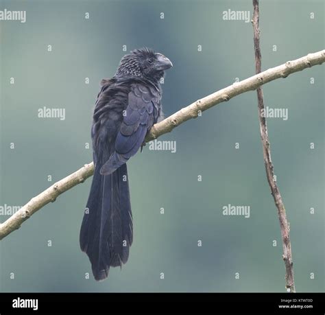 A Smooth Billed Ani Crotophaga Ani Yasuni National Park Amazon