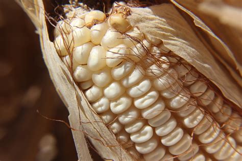 Qué beneficios aporta el pelo de elote Prepáralos en una infusión