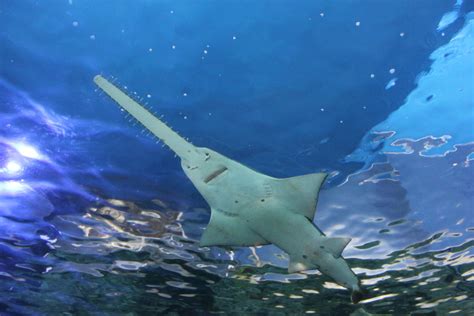 Smalltooth Sawfish Sydney Aquarium Darling Harbour Sydn Flickr