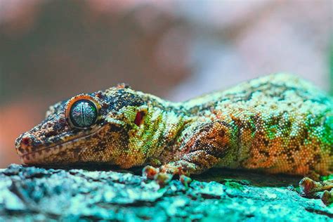 Echse Reptil Auge Kostenloses Foto Auf Pixabay Pixabay