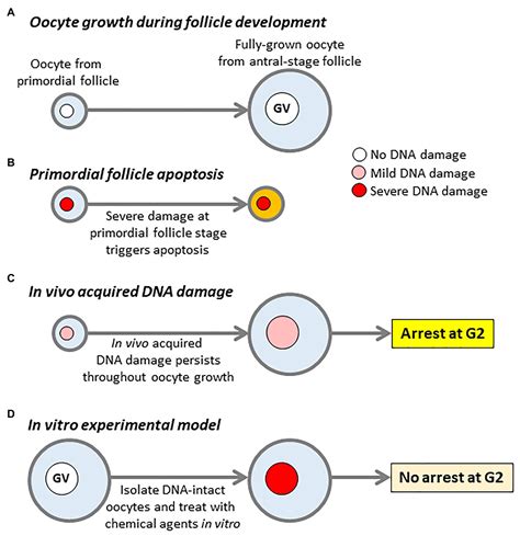 Frontiers Senataxin A New Guardian Of The Female Germline Important