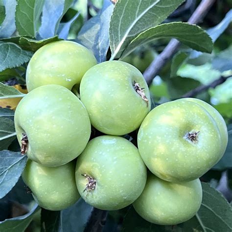 Khanlab On Twitter Malus Orientalis Caucasus Apple In Our Research