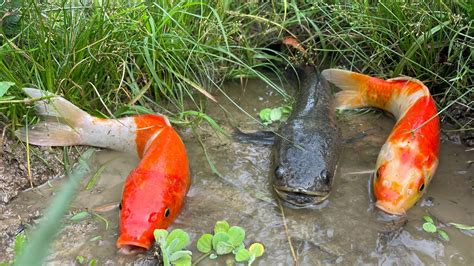 Menangkap Ikan Hias Ikan Koi Ikan Cupang Ikan Gabus Dan Kura Kura Di