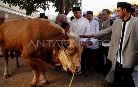 SAPI KURBAN PRESIDEN JOKOWI ANTARA Foto