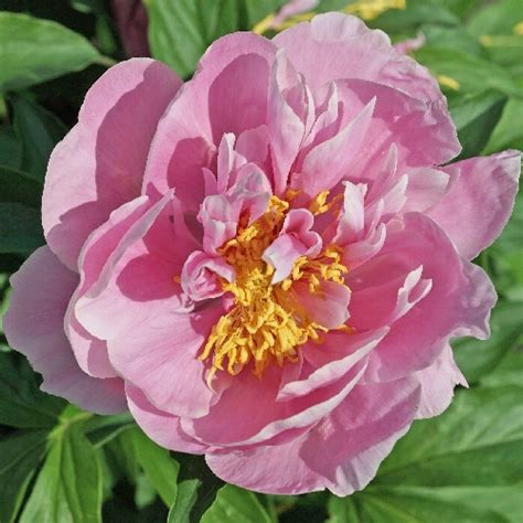 Joyful Love American Peony Society