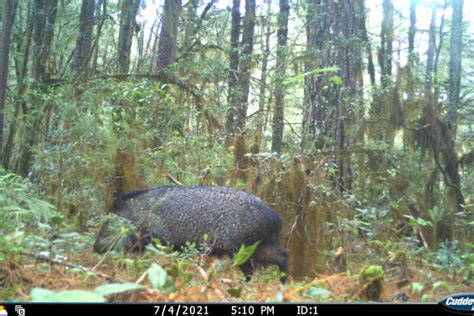 Agenda Propia El bosque es el corazón de Ixtlán la historia de la