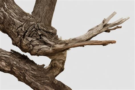Premium Photo Old Tree Branch On White Background