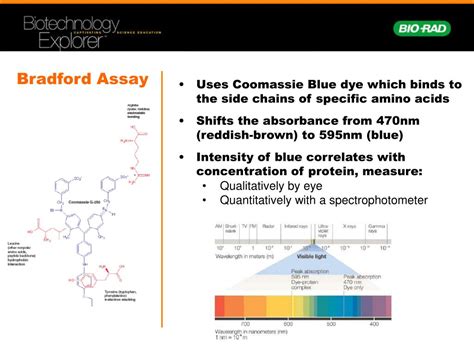 Ppt Got Protein Testing The Protein Content Of Common Foods Bradford Protein Assay Powerpoint