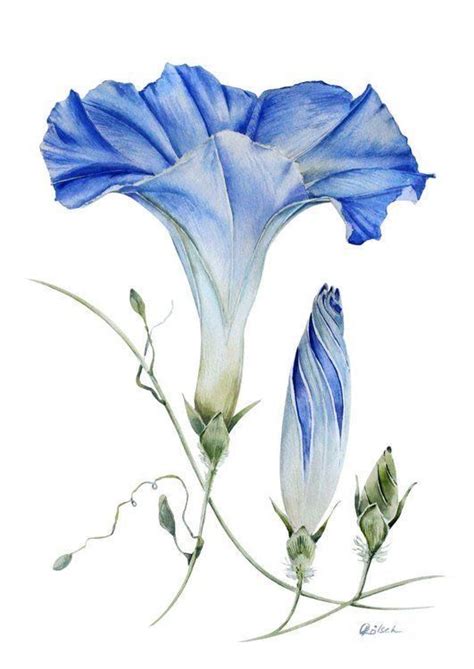 Pin By Kay Waldron On PENCIL DRAWING In 2024 Watercolor Flower Art