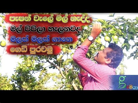 How To Pollinate Passion Fruit Youtube