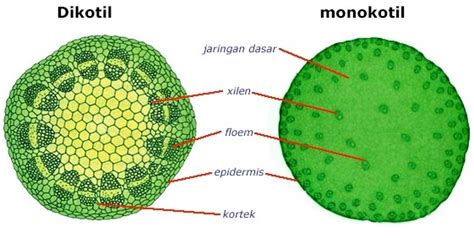 Detail Gambar Anatomi Batang Dikotil Dan Monokotil Koleksi Nomer 3