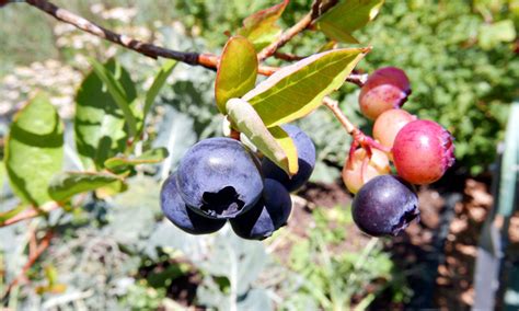 Planting Blueberries In Pots Hummingbird Acres