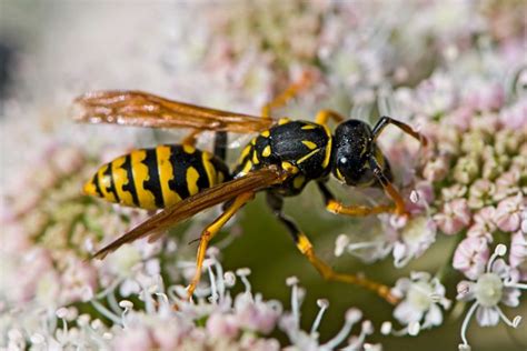 What Do Paper Wasps Eat Do They Eat Wood Whats That Bug