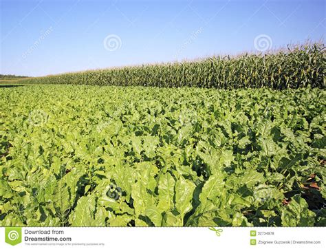 Plantas De Cigarro Foto De Stock Imagem De Campo Rural 32734878