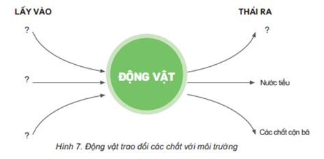 Vẽ sơ đồ thể hiện sự trao đổi không khí nước thức ăn của động vật