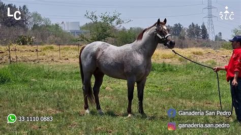 Visita A Ganadería San Pedro 2023 Sementales Yeguas De Cría Y