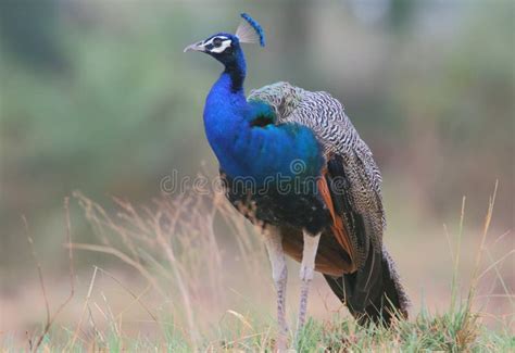 Peafowl National Bird Of India Stock Photo Image Of Peacock Waiting