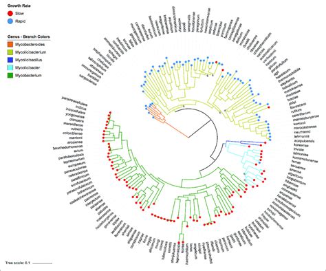 Phylogenetic Tree Of All Well Characterised Mycobacterium Species Download Scientific