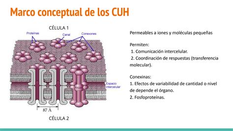 Solution Unmsm Bioqu Mica Y Biolog A Molecular Presentaci N De Power