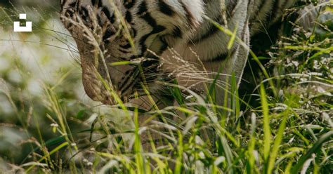 A white tiger eating grass in a field photo – Free Tiger Image on Unsplash