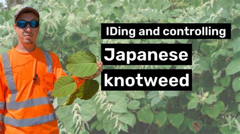 Identifying And Controlling Japanese Knotweed Youtube