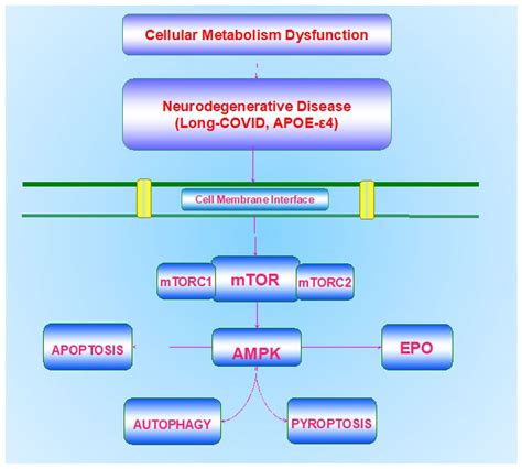 Biomolecules Free Full Text Cellular Metabolism A Fundamental