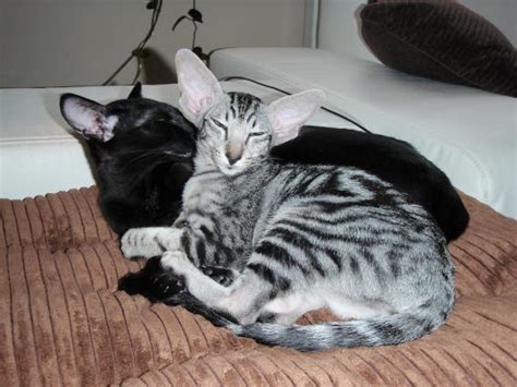 Oriental Shorthair Info, History, Personality, Kittens, Diet, Pictures