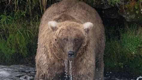 Chunky Champion Crowned In Katmai S Fat Bear Week Competition