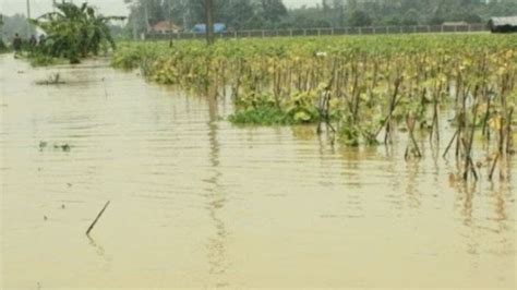 Terendam Banjir Ribuan Hektar Sawah Di Karawang Diprediksi Gagal Panen