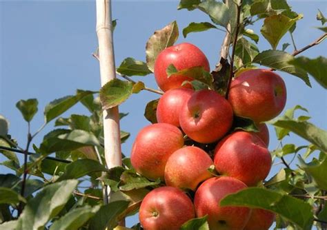 苹果树栽培技术｜现代矮砧密植苹果园夏季修剪的基本思路 搜狐大视野 搜狐新闻