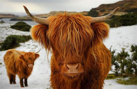 Framed Print Scottish Highland Cow Picture Poster Bull Farming