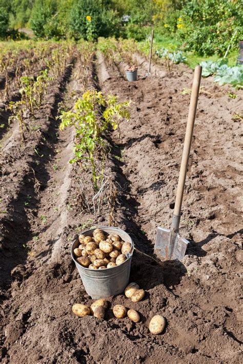 Harvesting potatoes stock photo. Image of small, food - 26990052