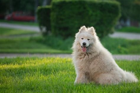 Samoyed Names for Your Fluffy Best Friend