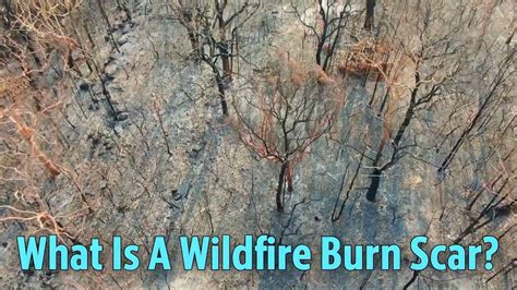 What Is A Wildfire Burn Scar Youtube